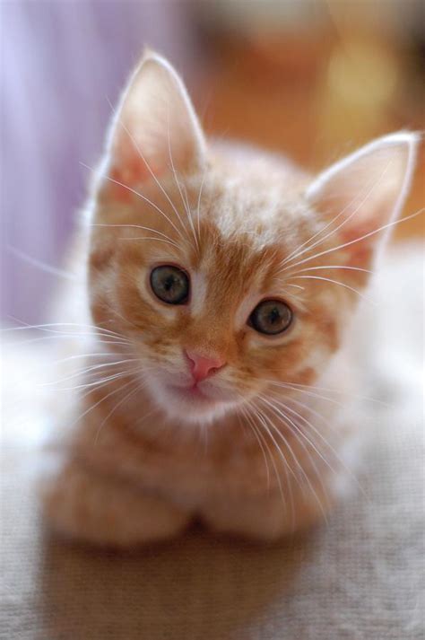 tabby orange cat baby kitten.